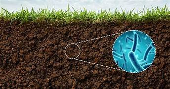 Proliferação de Microorganismos